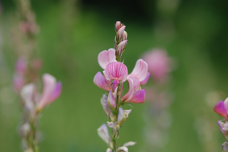 Onobrychis cfr. viciifolia
