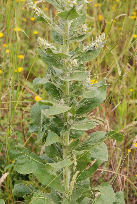 Verbascum pulverulentum?