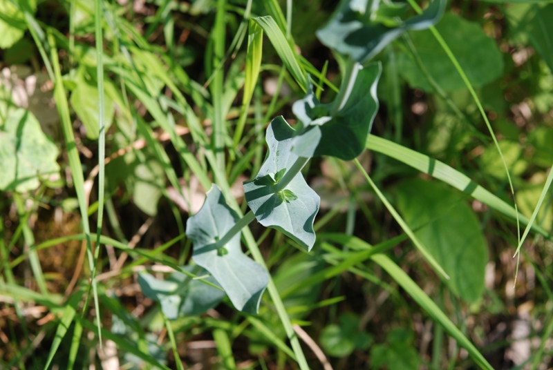 Blackstonia perfoliata