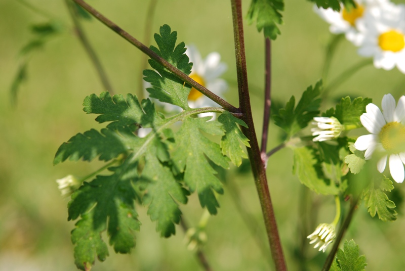 Tanacetum parthenium / Erba amara vera