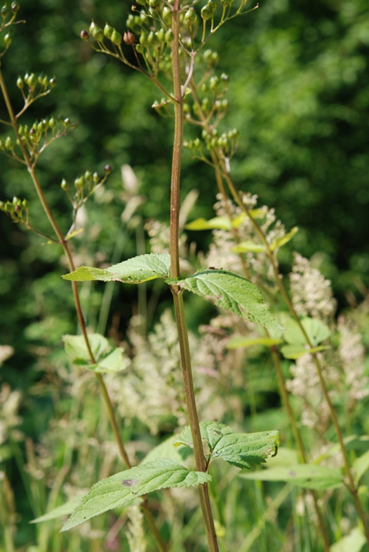 Scrophularia cfr. .nodosa