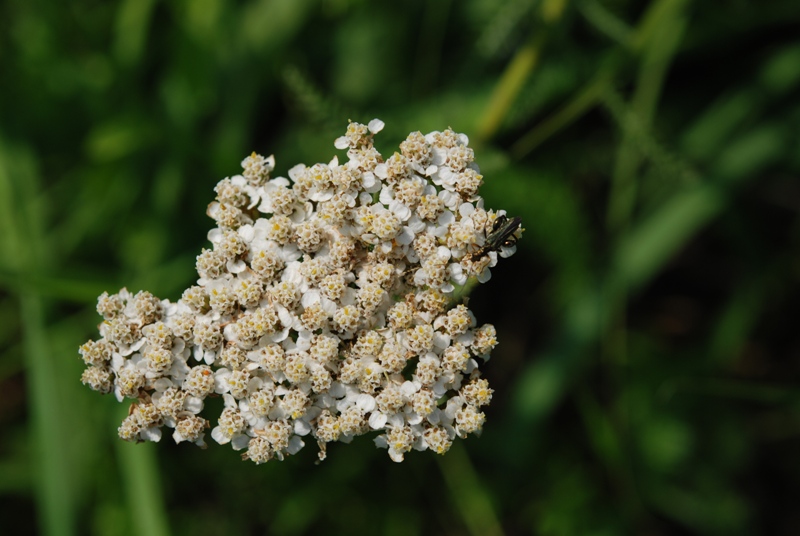 Achillea millefolium / Millefoglio comune