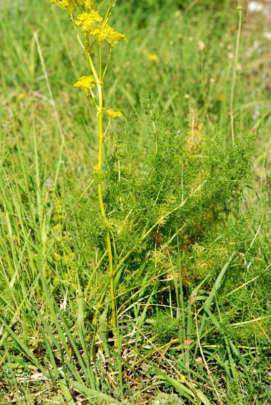 Ferulago campestris / Ferula finocchiazzo