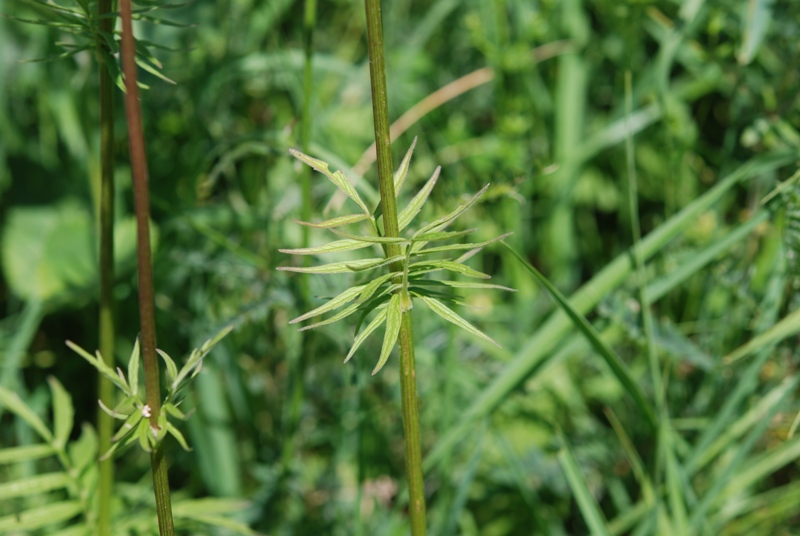 Valeriana cfr. wallrothii