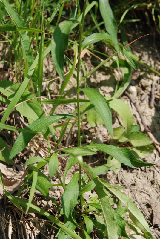 Centaurea nigriscens