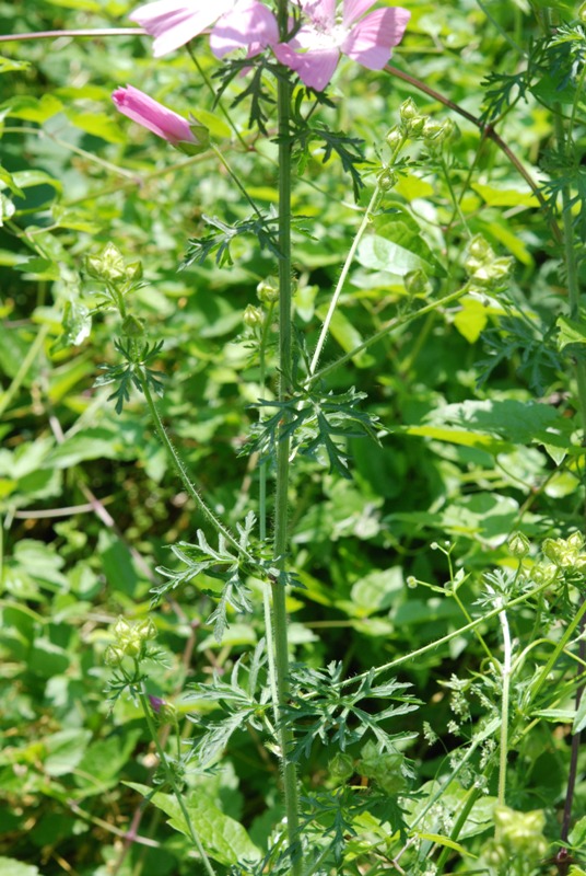 forse asteracea - no, Malva sp.