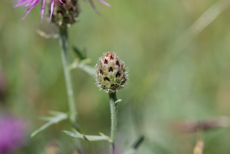 Centaurea arrigonii / Centaurea di Arrigoni