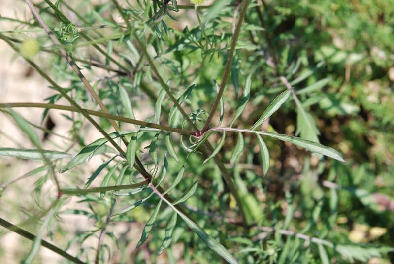 Caprifoliacea - Scabiosa sp.
