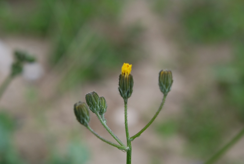 asteracea - Crepis sancta (L.) Babc