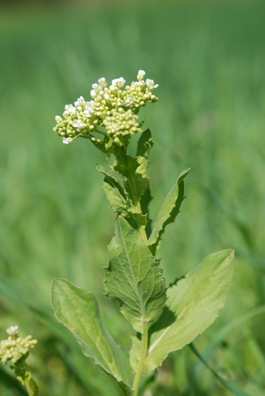 Lepidium draba