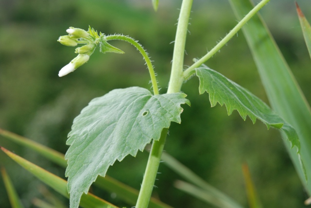 Lunaria rediviva