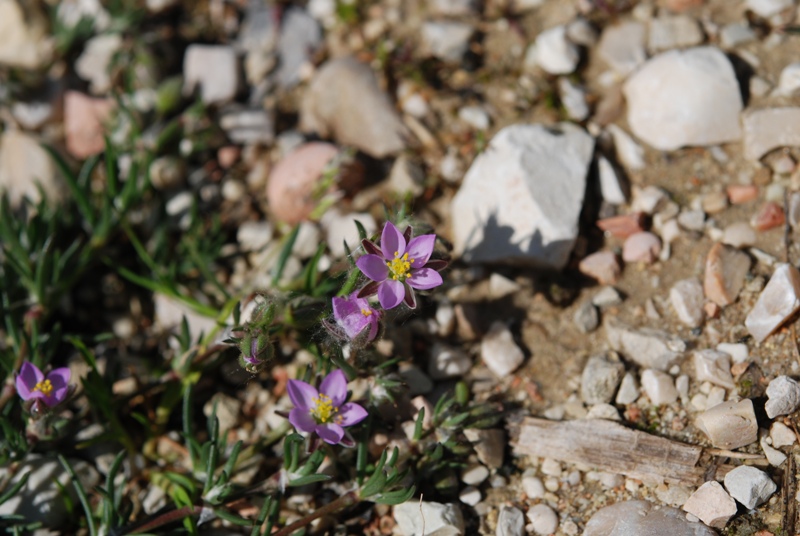 Spergularia rubra (L.) J. & C. Presl