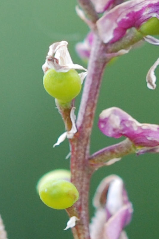 Fumaria officinalis L.