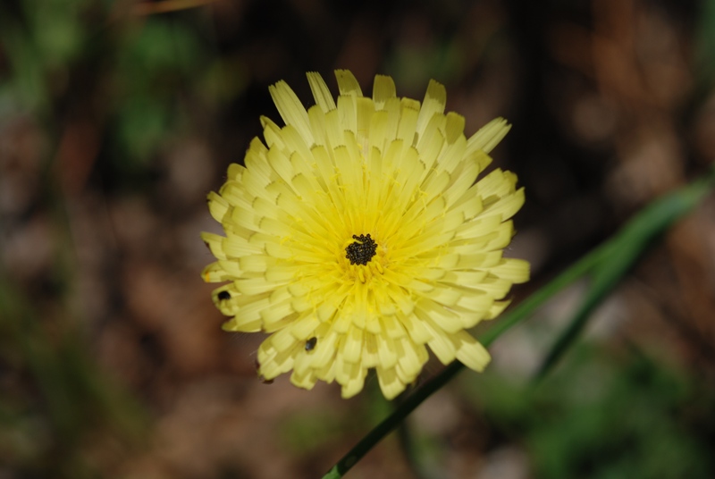 Urospermum dalechampii
