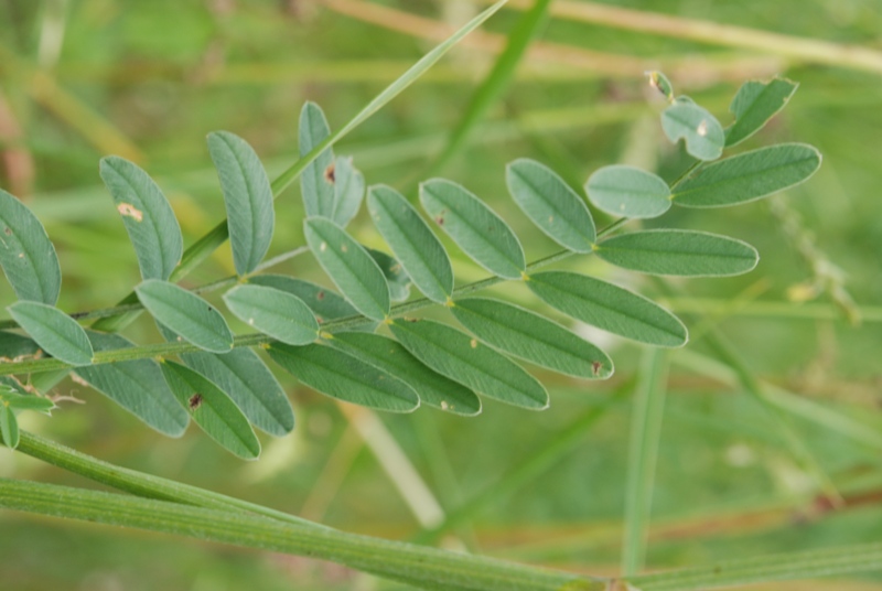 Onobrychis cfr. viciifolia