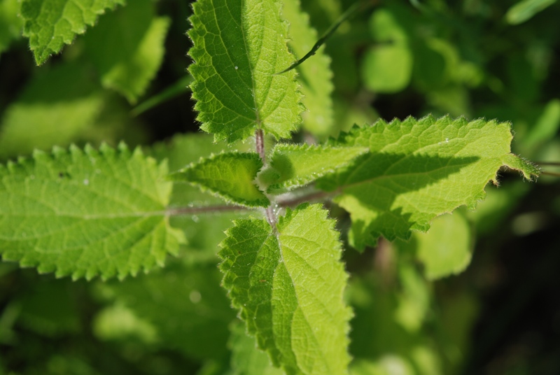 Stachys sylvatica