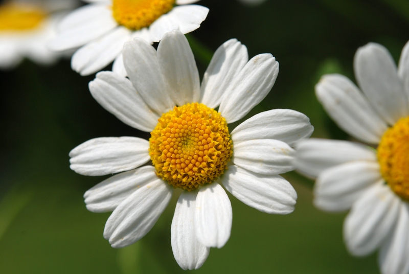 Tanacetum parthenium / Erba amara vera