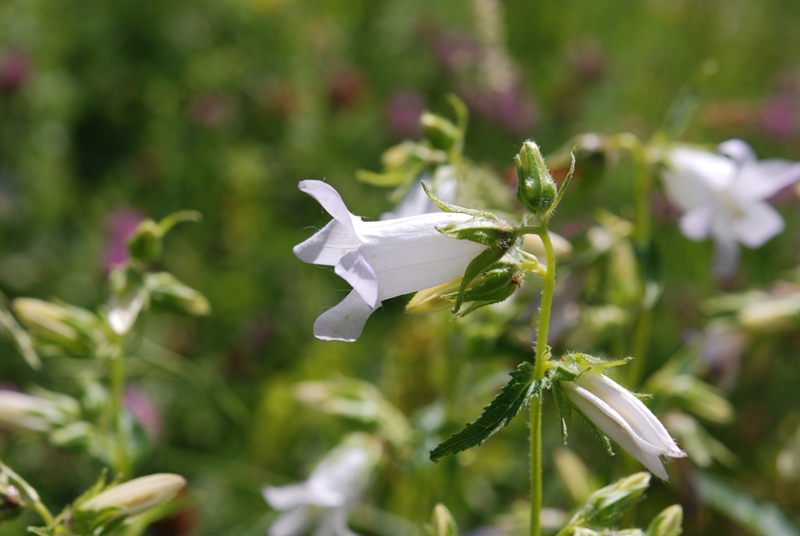 Campanula trachelium / Campanula selvatica