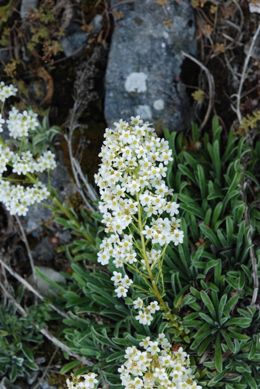 Saxifraga callosa