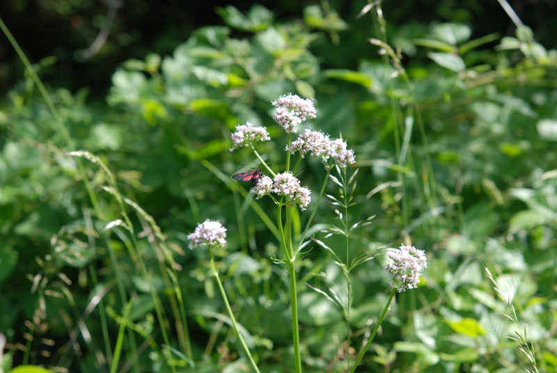 Valeriana cfr. wallrothii