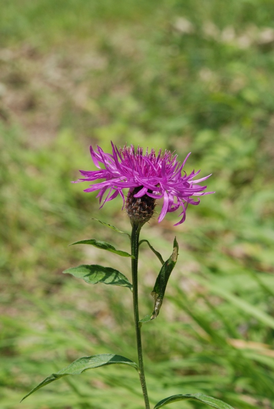 Centaurea nigriscens