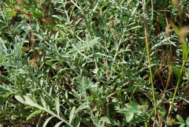 Centaurea arrigonii / Centaurea di Arrigoni