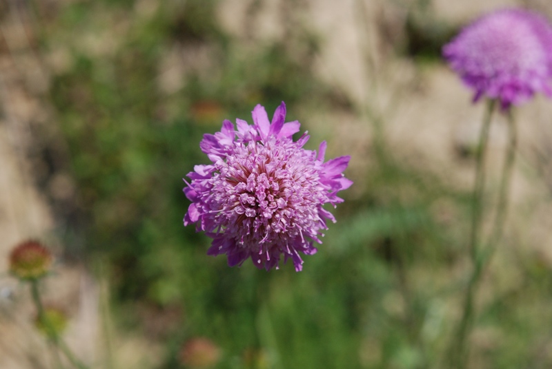 Caprifoliacea - Scabiosa sp.