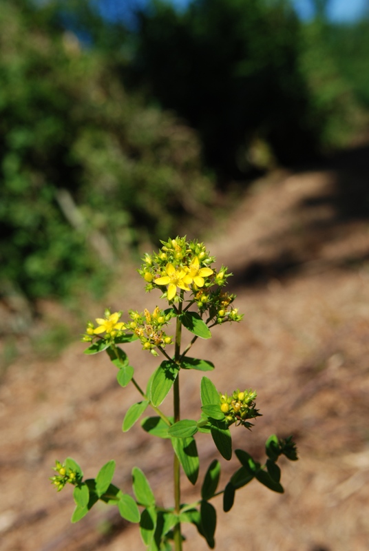 Hypericum tetrapterum / Erba di San Giovanni alata