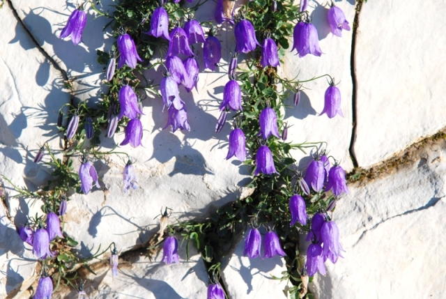 Campanula tanfanii