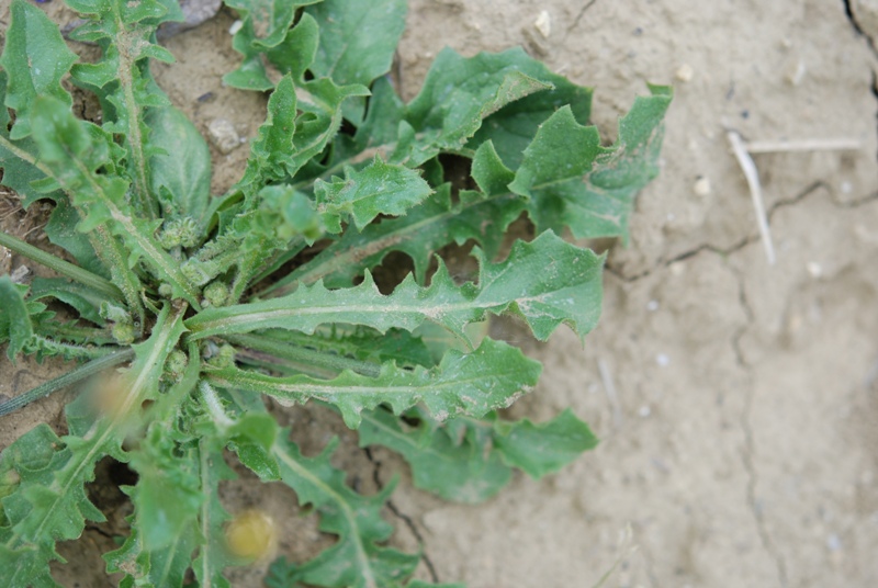 asteracea - Crepis sancta (L.) Babc