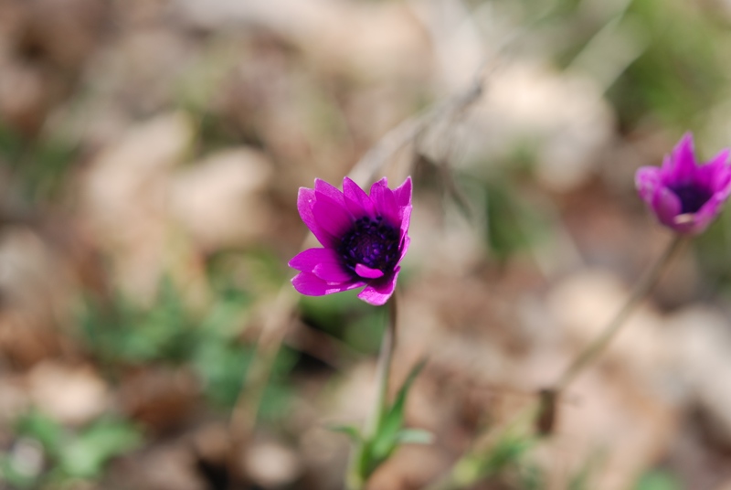 Anemone hortensis