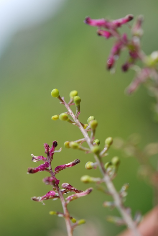 Fumaria officinalis L.