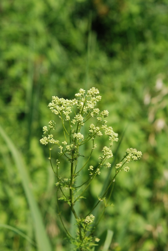 Thalictrum lucidum