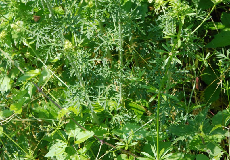 forse asteracea - no, Malva sp.