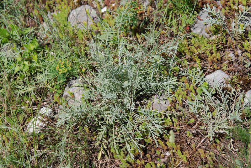 Centaurea arrigonii / Centaurea di Arrigoni