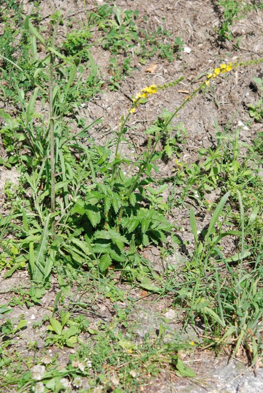 Agrimonia eupatoria / Agrimonia comune