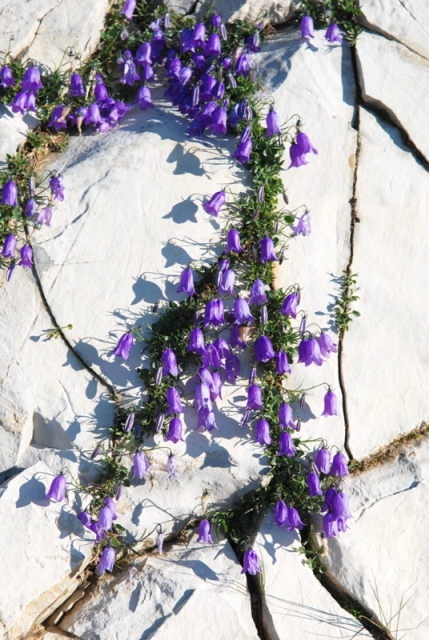 Campanula tanfanii