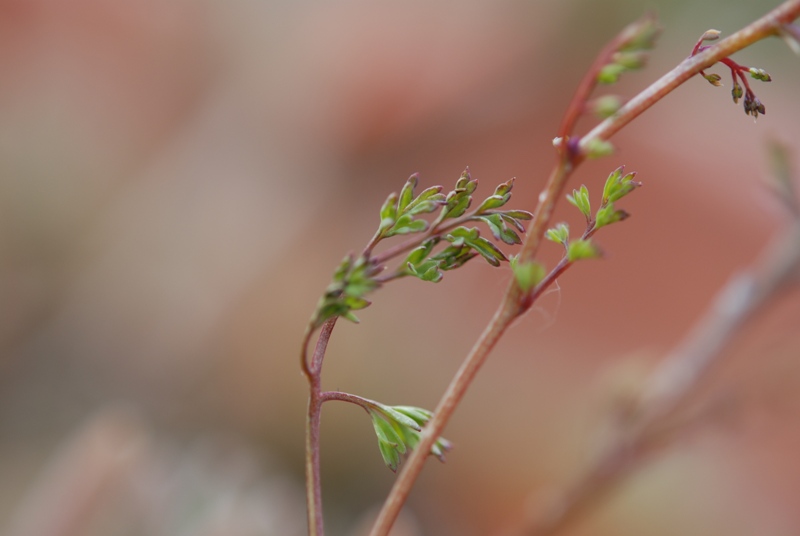 Fumaria officinalis L.