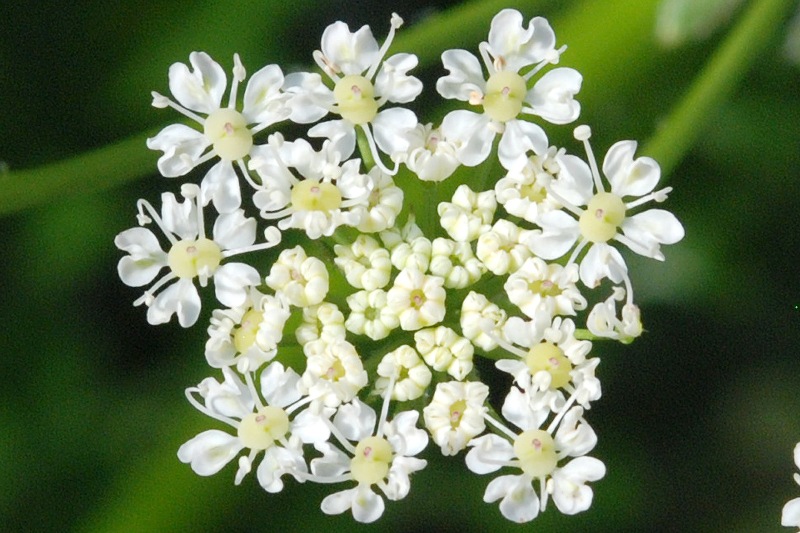 apiacea2