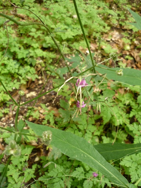Prenanthes purpurea