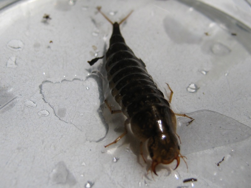 larva ditiscide: forse, Rhantus sp.