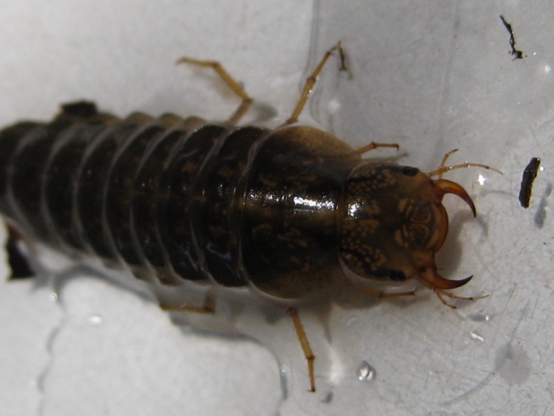 larva ditiscide: forse, Rhantus sp.