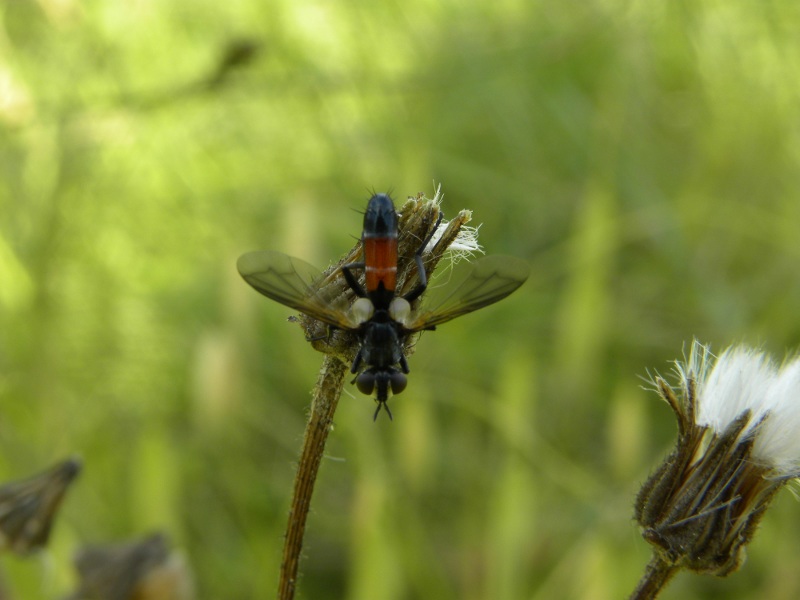 Cylindromyia sp. (Tachinidae)