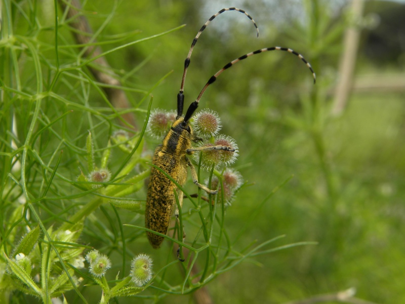 Agapanthia (Epoptes) sicula malmerendii