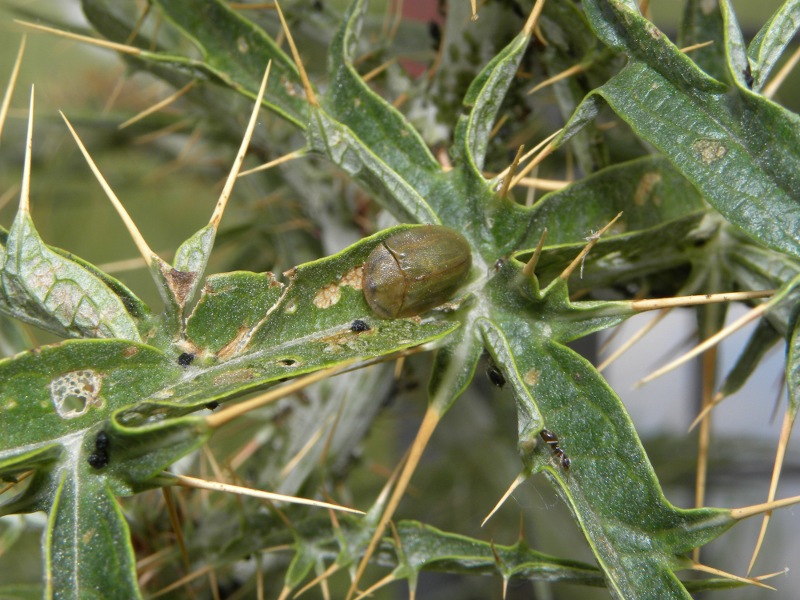 Cassida cfr deflorata