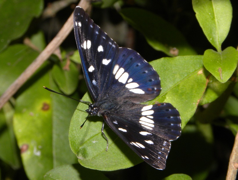 Limenitis reducta?