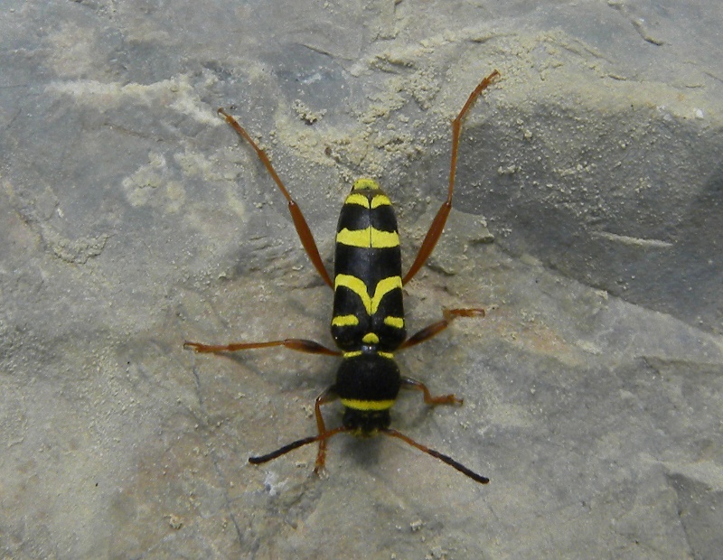 Clytus arietis (Cerambycidae) e Cryptocephalus sexpunctatus (Chrysomelidae)