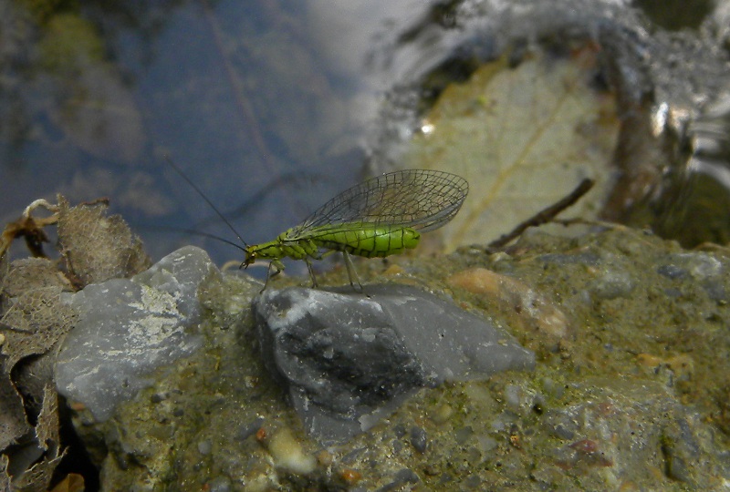 Hypochrysa elegans
