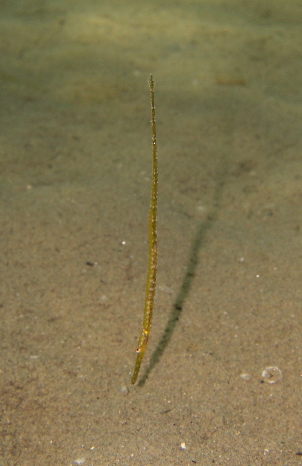 Ma quanto sarò carino? (Syngnathus abaster)