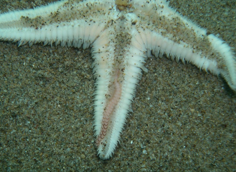 Acholoe astericola?